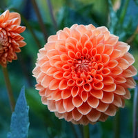 Dahlia Flower seeds for Planting - Seasonal Bloomer, Heirloom & GMO Free Seeds for Home Garden