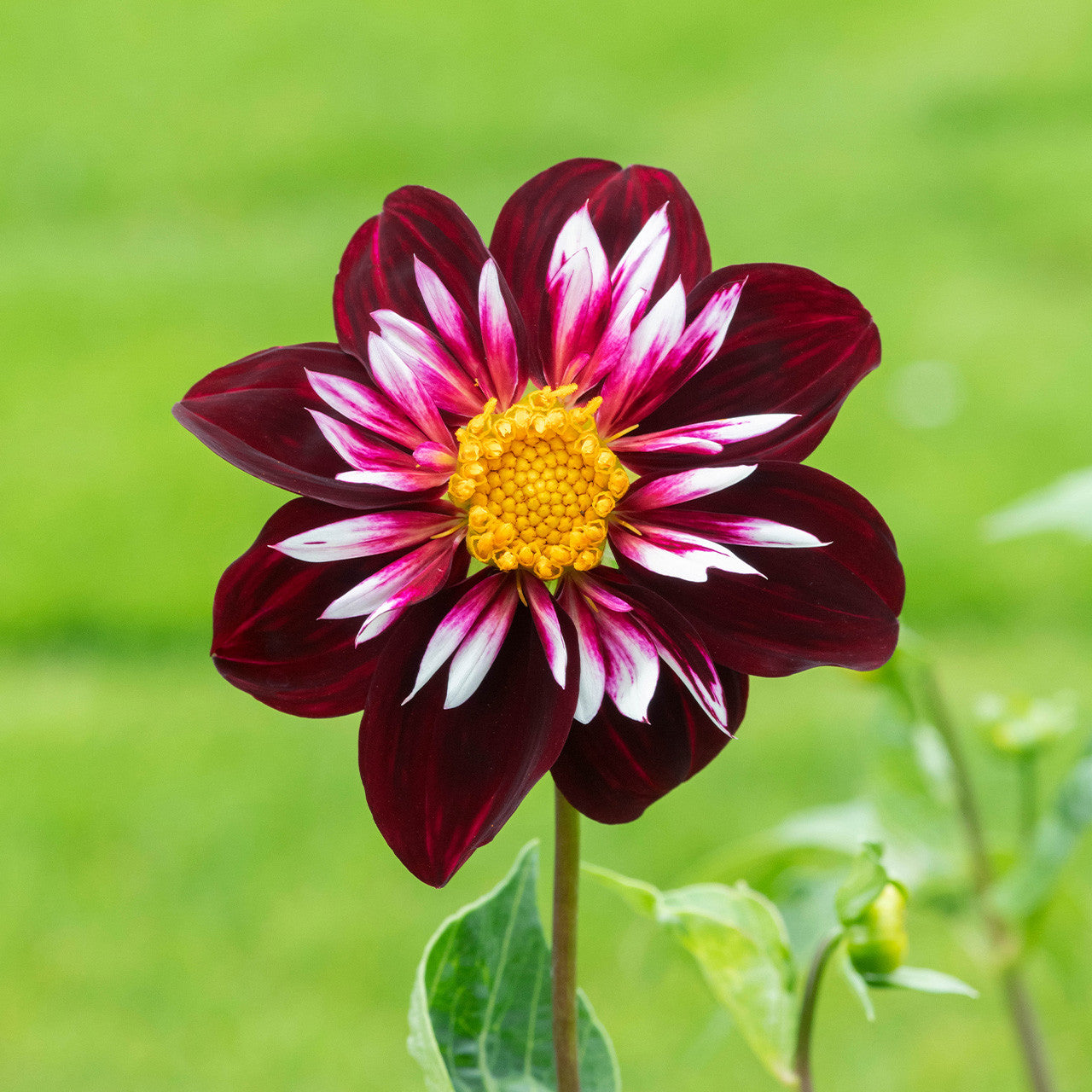 Night Butterfly Dahlia Flower seeds for Planting - Shade Tolerant, Heirloom & GMO Free Seeds for Home Garden