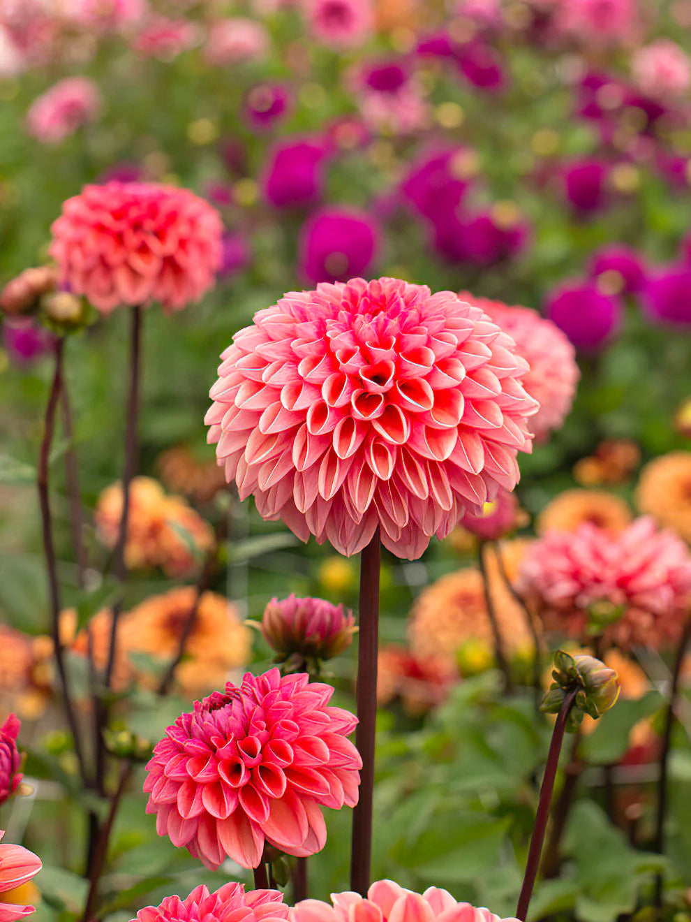 Colored Semi DIY Flower Plant Seeds