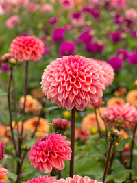 Colored Semi DIY Flower Plant Seeds