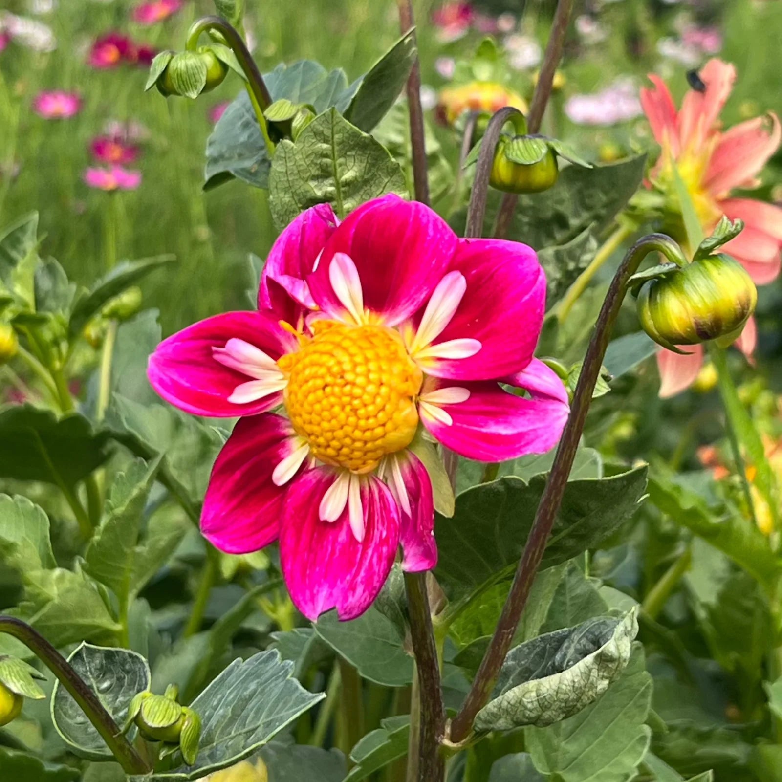 Dahlia Harlequin Seeds for Colorful, Striking Garden Flowers