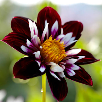 Night Butterfly Dahlia Flower seeds for Planting - Shade Tolerant, Heirloom & GMO Free Seeds for Home Garden