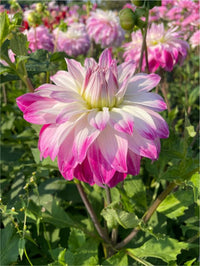 Pink White Petticoat Flower seeds for Planting - Garden Favorite, Heirloom & GMO Free Seeds for Home Garden