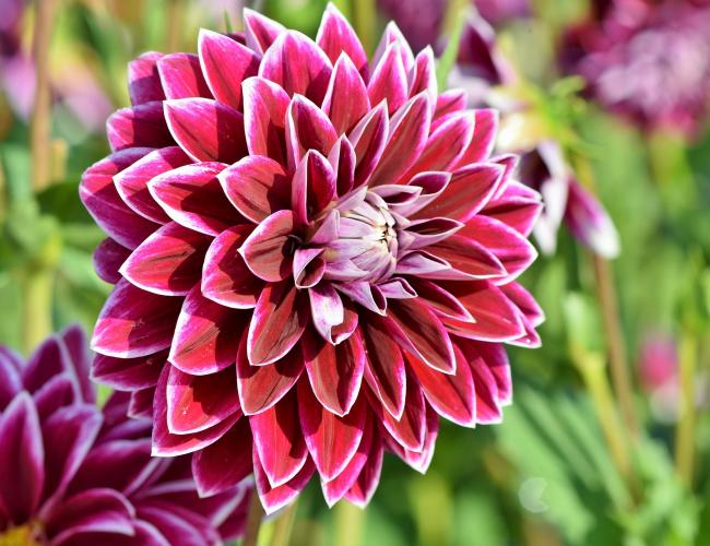 Dahlia Flowers Mini Bonsai Seeds HausGarden
