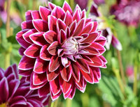 Dahlia Flowers Mini Bonsai Seeds HausGarden
