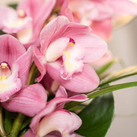 Baby Pink Orchid Flower seeds for Planting - Bright Blooms, Heirloom & GMO Free Seeds for Home Garden
