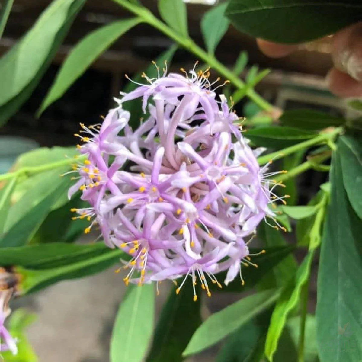 Dais Cotinifolia Flower Seeds for Planting - Vibrant Blooms for Your Garden