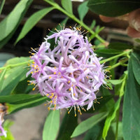 Dais Cotinifolia Flower Seeds for Planting - Vibrant Blooms for Your Garden