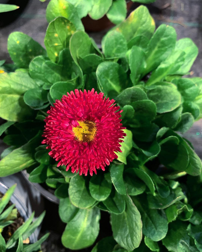 Mix Dubu Flower seeds for Planting - Colorful Display, Heirloom & GMO Free Seeds for Home Garden