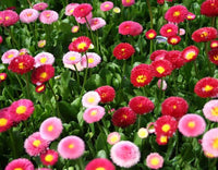 Mix Dubu Flower seeds for Planting - Colorful Display, Heirloom & GMO Free Seeds for Home Garden