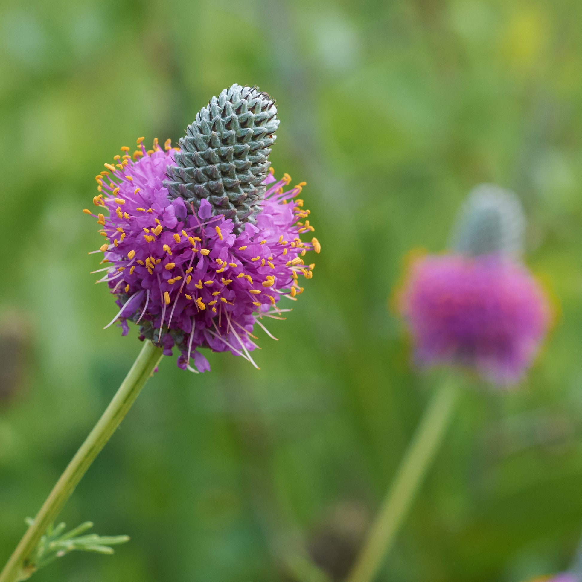 Prairie Flower seeds for Planting Garden Favorite Heirloom & GMO Free Seeds for Home Garden