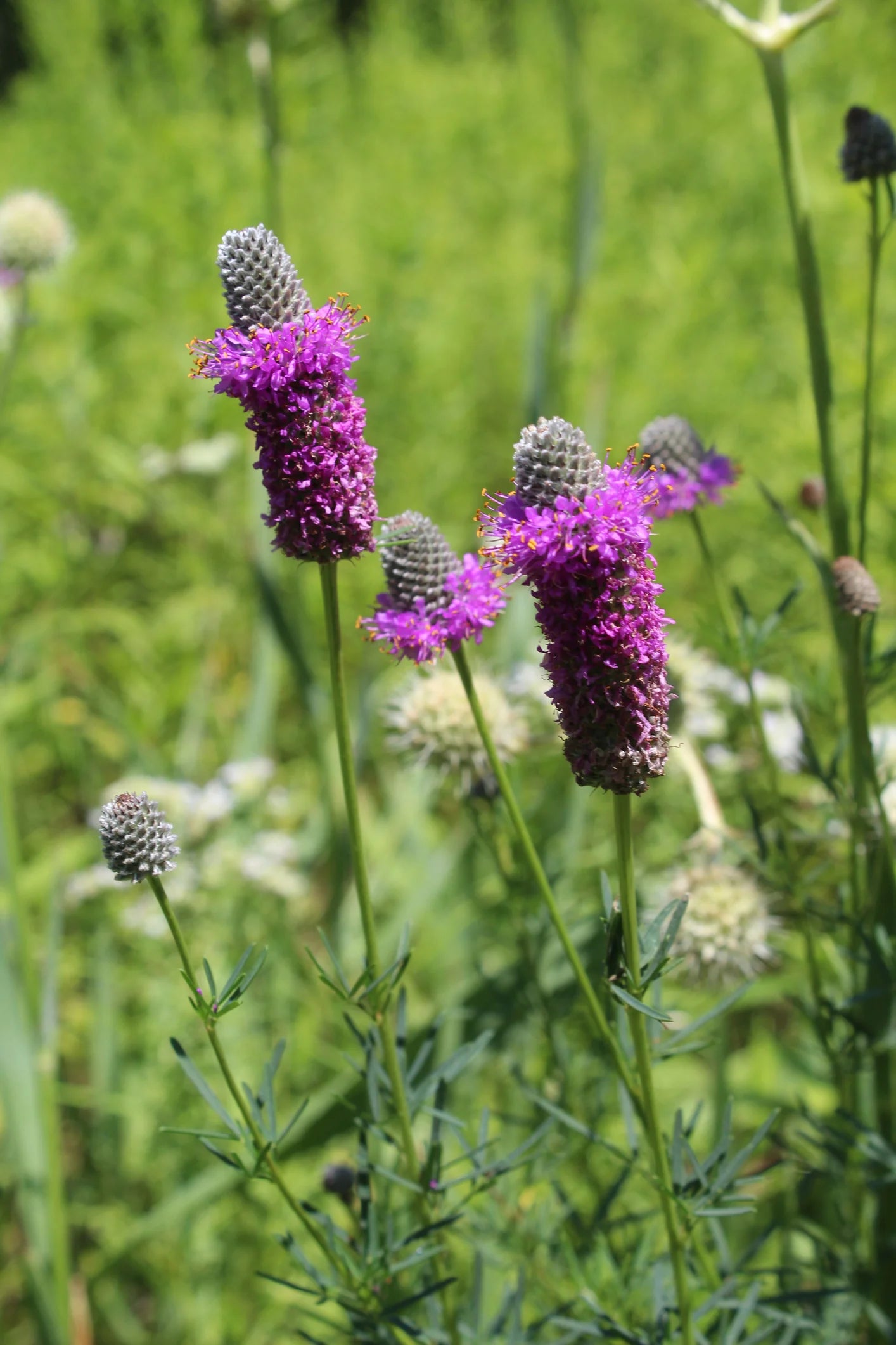 Dalea Purpurea Flower seeds for Planting Wildflower Mix Heirloom & GMO Free Seeds for Home Garden