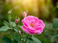 Rosa Damascena Flower seeds for Planting Shade Tolerant Heirloom & GMO Free Seeds for Home Garden
 
 Sale
