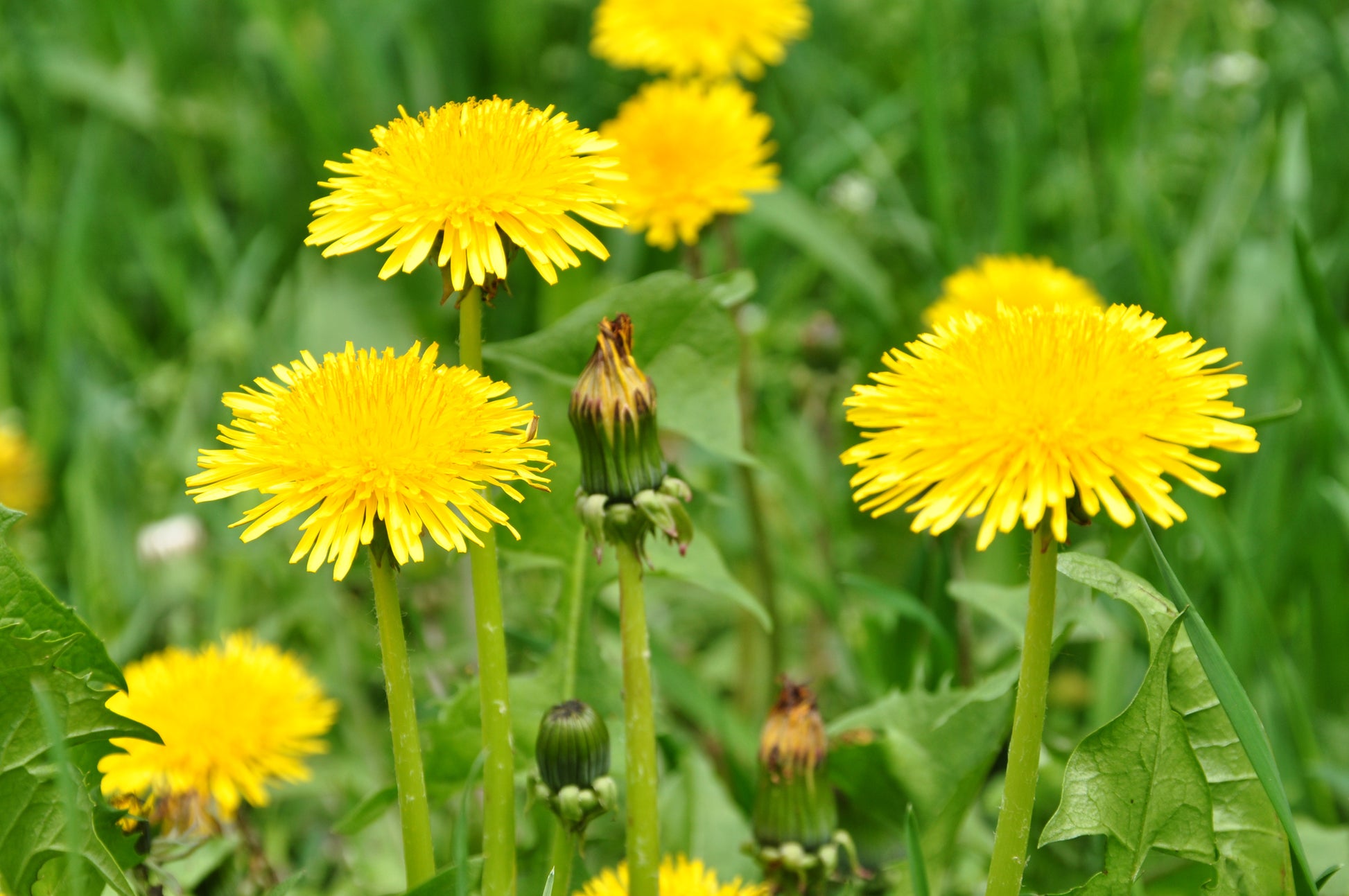 Dandelion Planting Seeds for Garden Growth | High-Quality Seeds for Easy Planting