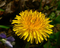 Taraxacum Flower seeds for Planting Cottage Garden Essential Heirloom & GMO Free Seeds for Home Garden 
 
 Sale