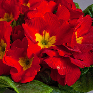 Yellow Red Danova Copper seeds for planting
