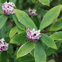Daphne Flower seeds for Planting - Seasonal Bloomer, Heirloom & GMO Free Seeds for Home Garden