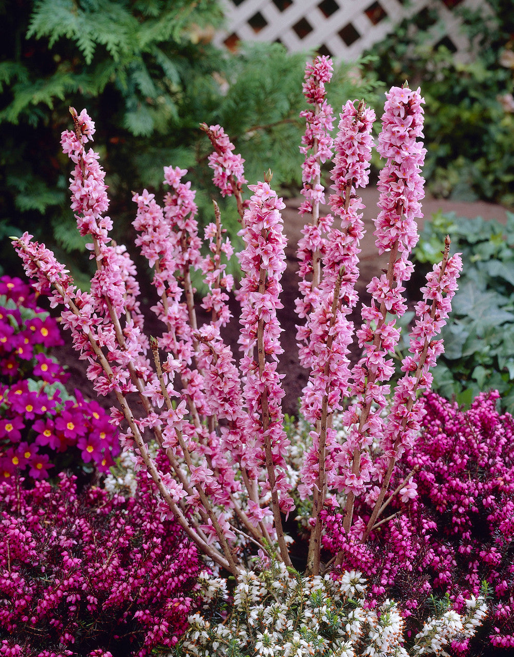 Pink Daphne Mezereum Flower seeds for Planting Bright Blooms Heirloom & GMO Free Seeds for Home Garden
 
 Sale
