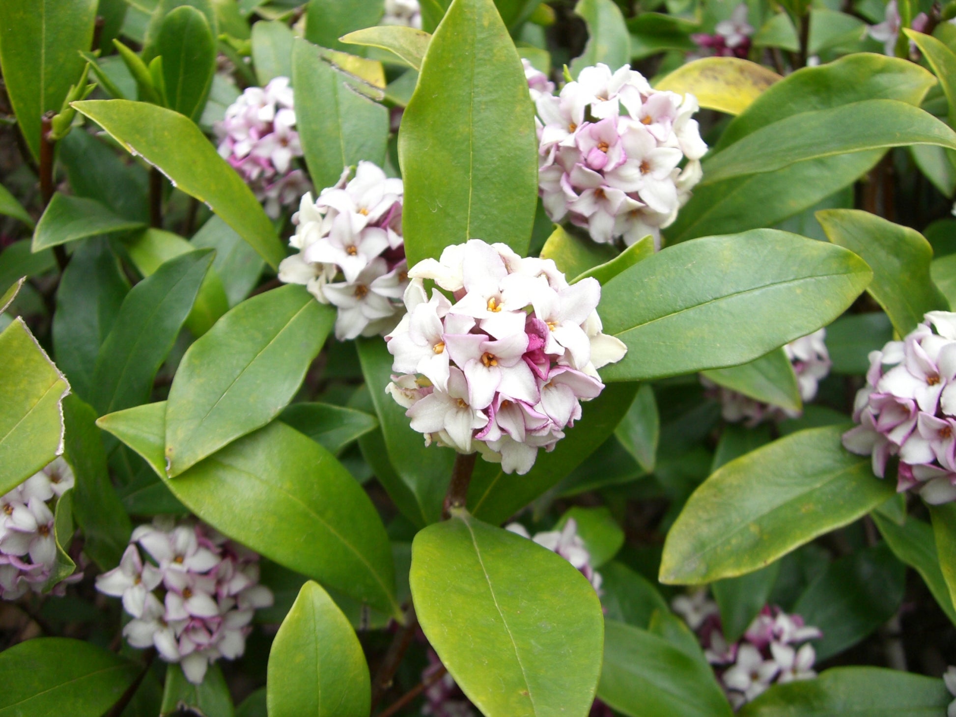 Daphne Flower seeds for Planting - Seasonal Bloomer, Heirloom & GMO Free Seeds for Home Garden
