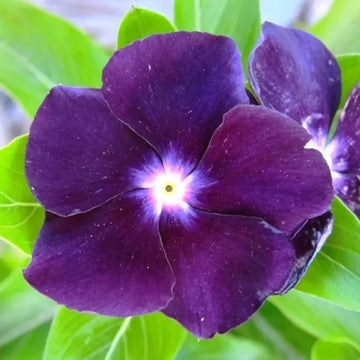 Vinca Sunsplash Blue Seeds for Stunning Blue Flowers