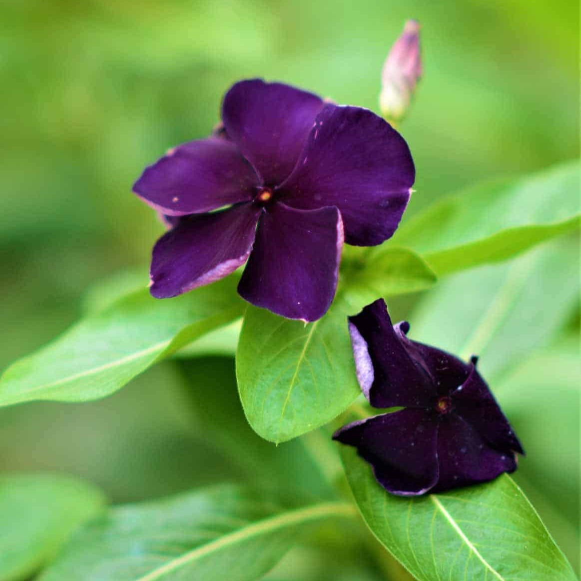 Vinca Sunsplash Blue Seeds for Stunning Blue Flowers