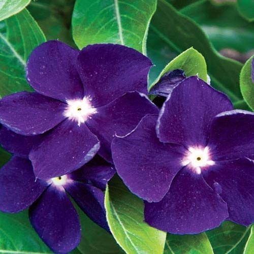 Vinca Sunsplash Blue Seeds for Stunning Blue Flowers