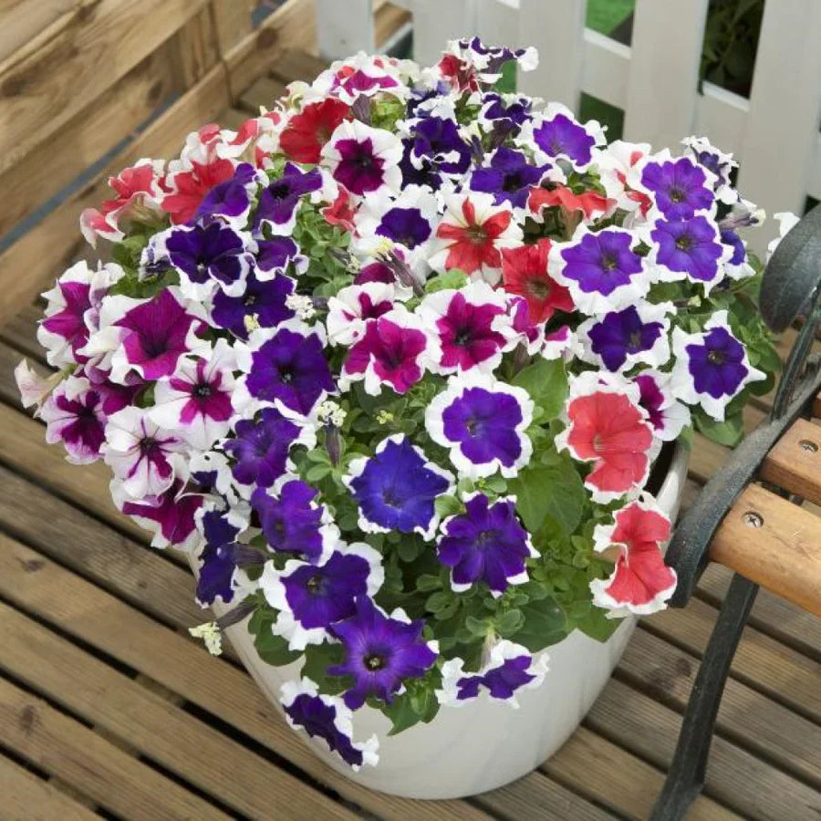 Ornamental Dark Purple Magenta Petunia flowering plant