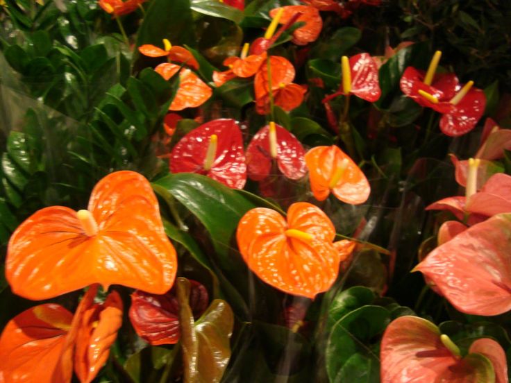 Dark Orange Anthurium Flower Seeds for Planting Vibrant Colors Heirloom & GMO Free Seeds for Home Garden
 
 Sale