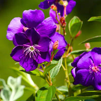 Purple Tibouchina Flower seeds for Planting - Shade Tolerant, Heirloom & GMO Free Seeds for Home Garden