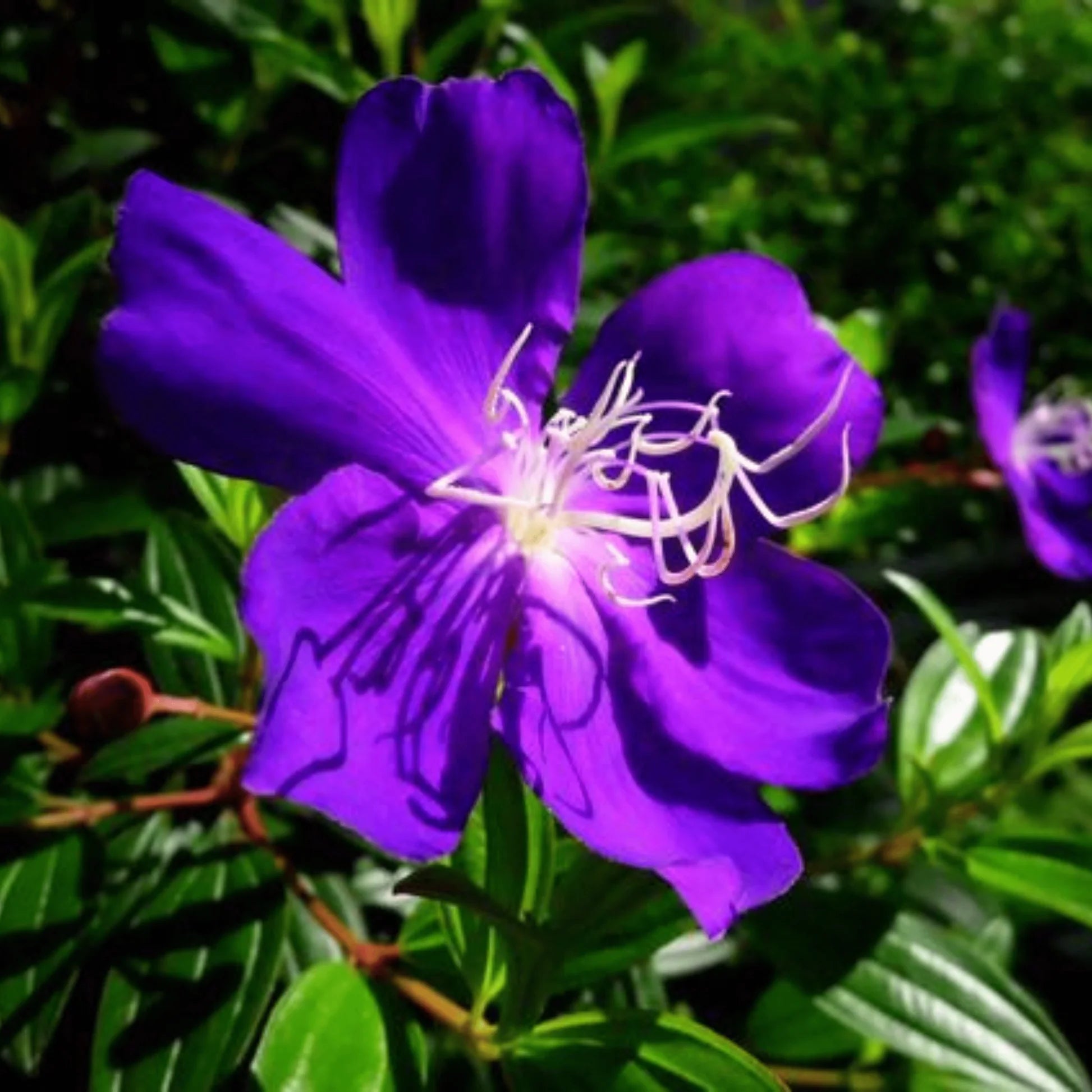 Purple Tibouchina Flower seeds for Planting - Shade Tolerant, Heirloom & GMO Free Seeds for Home Garden