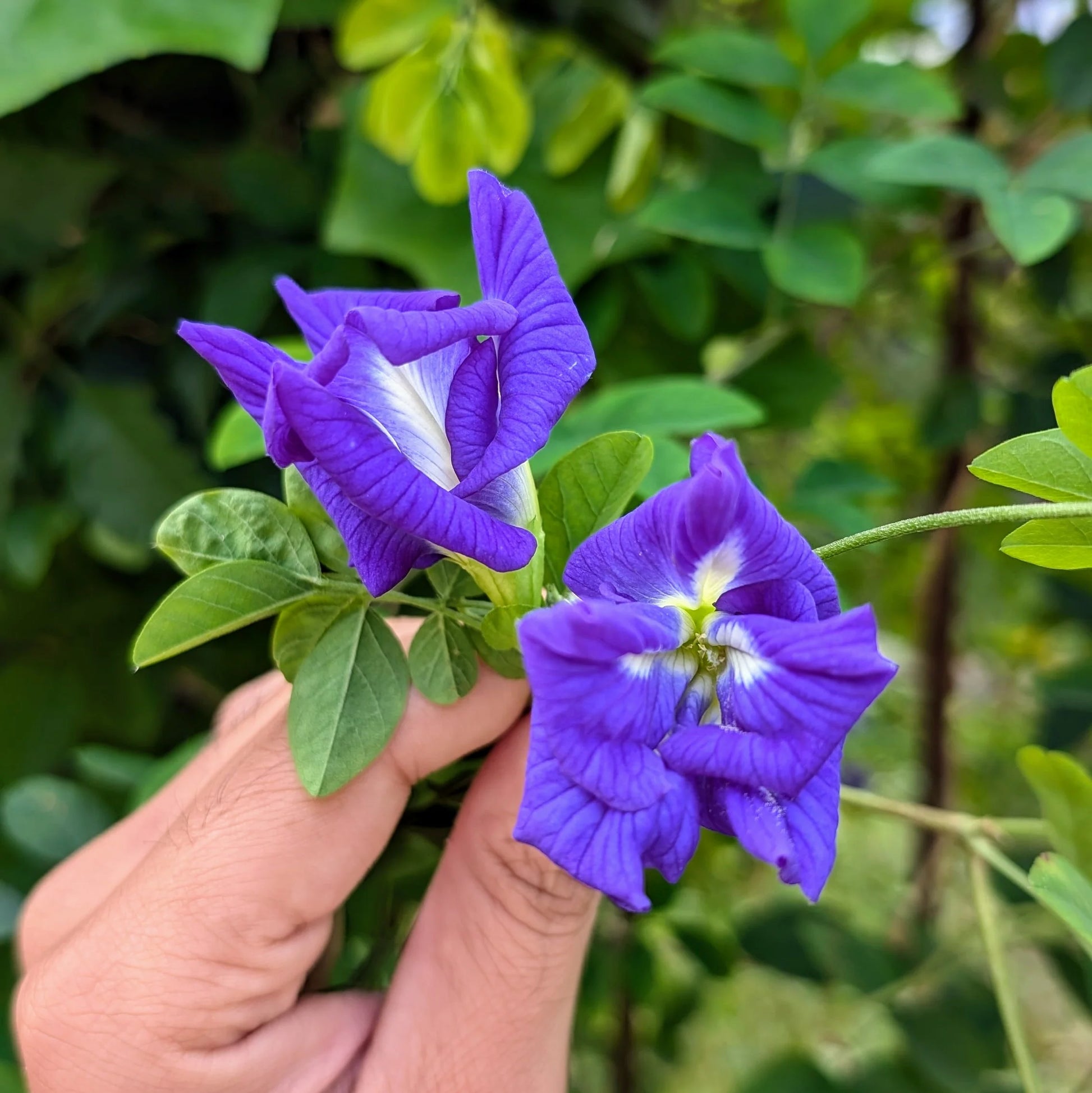 Clitoria Flower seeds for Planting - Seasonal Bloomer, Heirloom & GMO Free Seeds for Home Garden