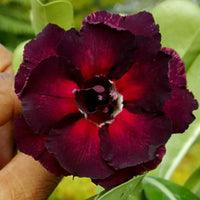Maroon Adenium Flower seeds for Planting - Garden Favorite, Heirloom & GMO Free Seeds for Home Garden