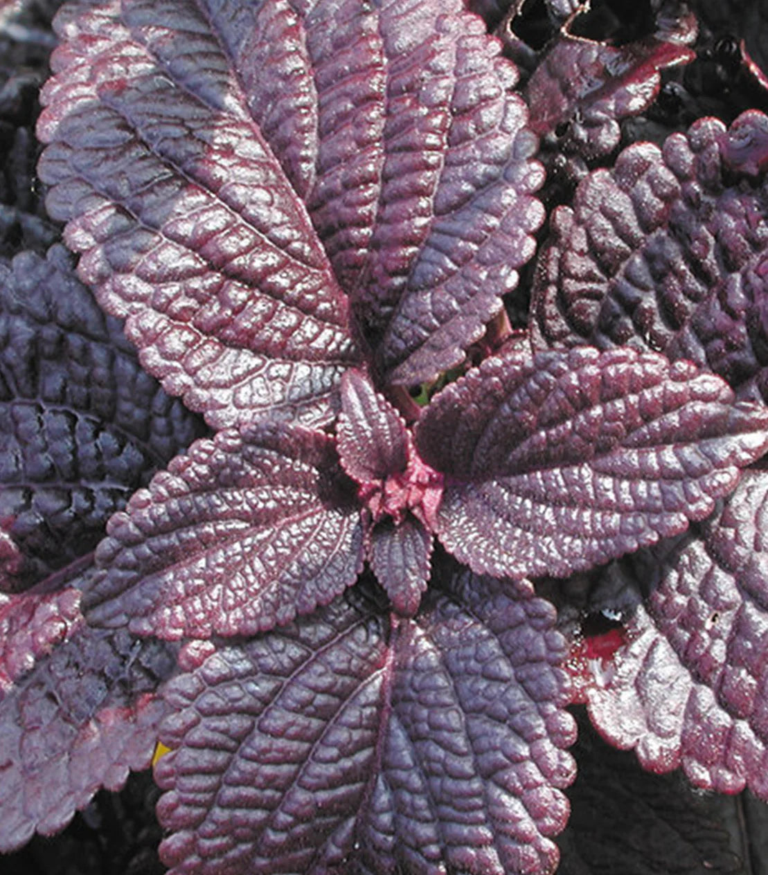 Deep Purple Coleus Flower seeds for Planting - Bright Blooms, Heirloom & GMO Free Seeds for Home Garden