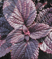 Deep Purple Coleus Flower seeds for Planting - Bright Blooms, Heirloom & GMO Free Seeds for Home Garden