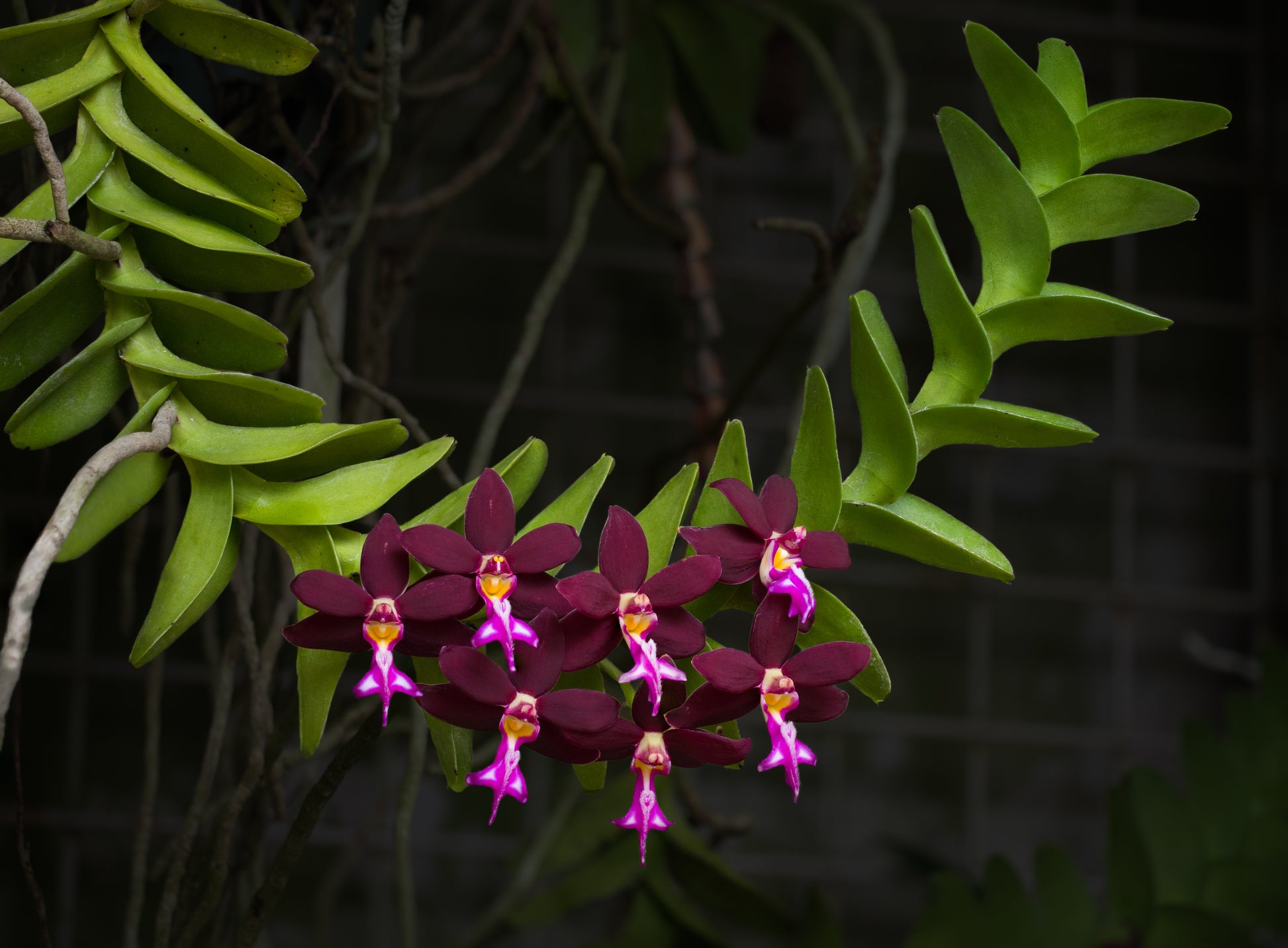 Trichoglottis Flower seeds for Planting Cottage Garden Essential Heirloom & GMO Free Seeds for Home Garden