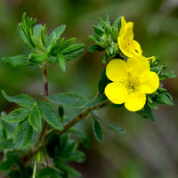 Yellow Cinquefoil Flower seeds for Planting - Easy to Grow, Heirloom & GMO Free Seeds for Home Garden