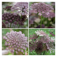 Mixed Dara Anne's Lace Flower seeds for Planting - Pollinator Friendly, Heirloom & GMO Free Seeds for Home Garden