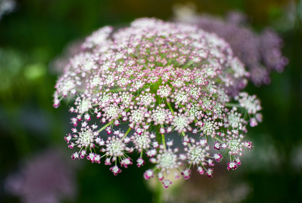 Zanahoria Silvestre Flower seeds for Planting - Pollinator Friendly, Heirloom & GMO Free Seeds for Home Garden