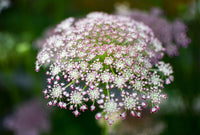 Zanahoria Silvestre Flower seeds for Planting - Pollinator Friendly, Heirloom & GMO Free Seeds for Home Garden