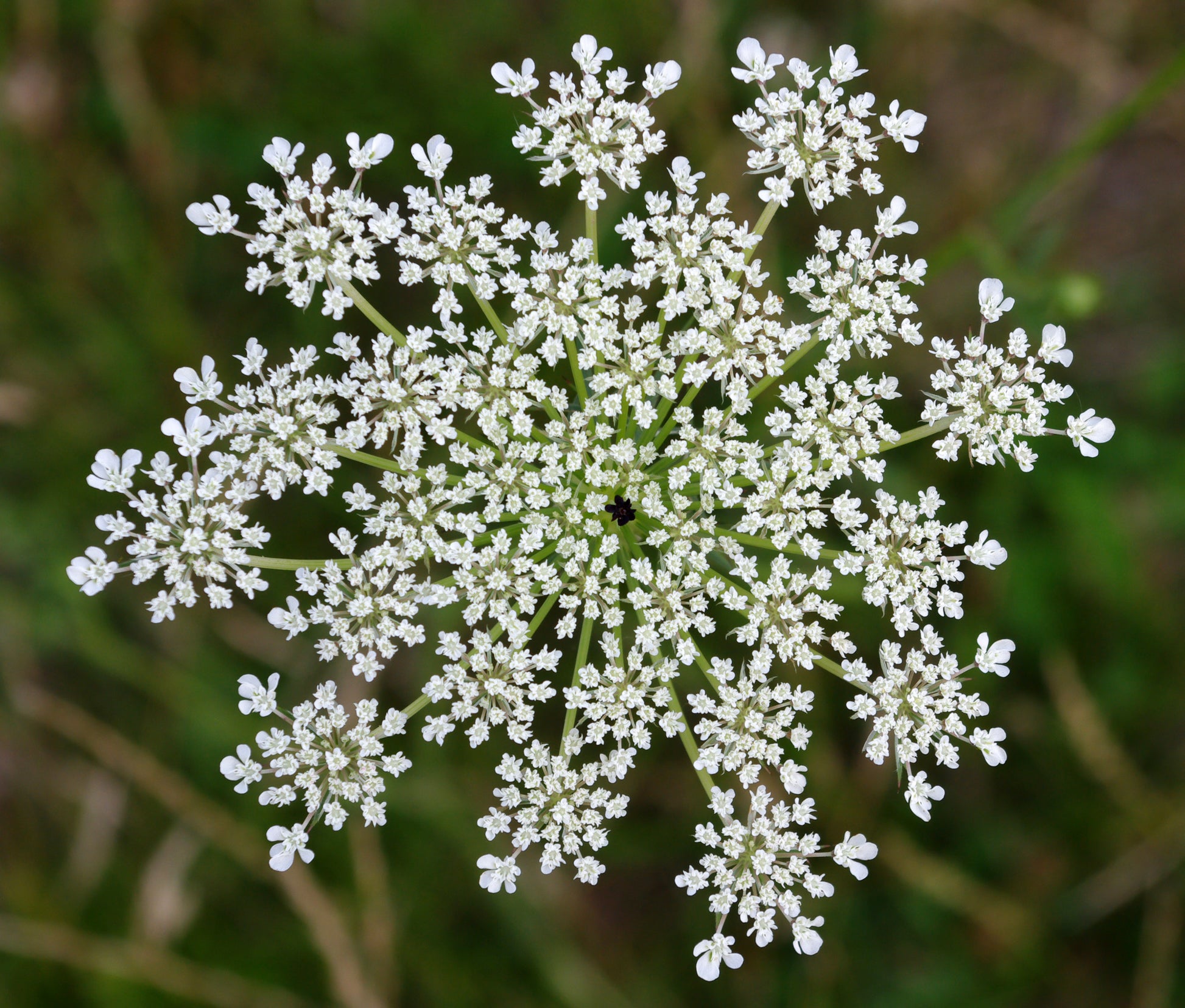 White Anne's Flower seeds for Planting Wildflower Mix Heirloom & GMO Free Seeds for Home Garden 
 
 Sale