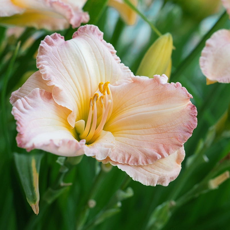 Pink White Hemerocallis Flower seeds for Planting Seasonal Bloomer Heirloom & GMO Free Seeds for Home Garden
 
 Sale