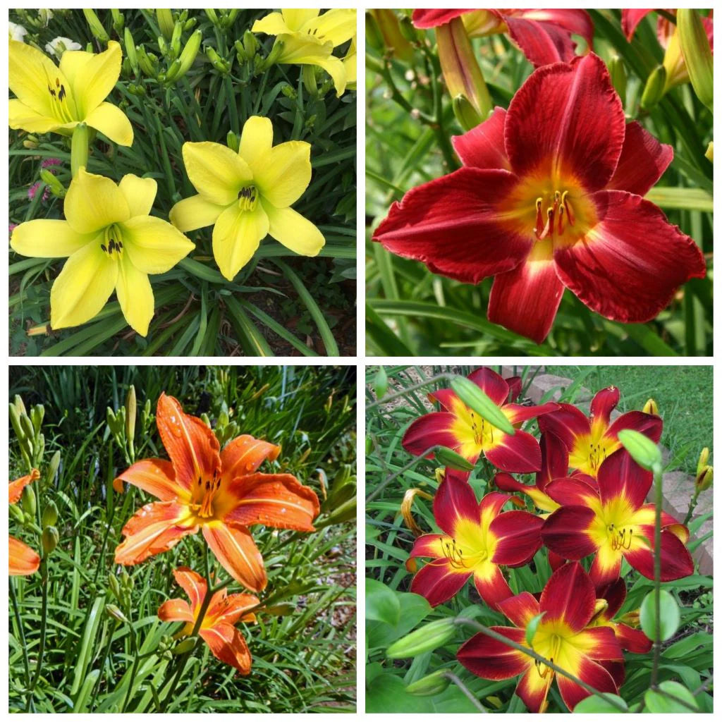 Mixed Hemerocallis Flower Seeds for Planting Easy to Grow Heirloom & GMO Free Seeds for Home Garden
 
 Sale