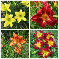 Mixed Hemerocallis Flower Seeds for Planting Easy to Grow Heirloom & GMO Free Seeds for Home Garden
 
 Sale