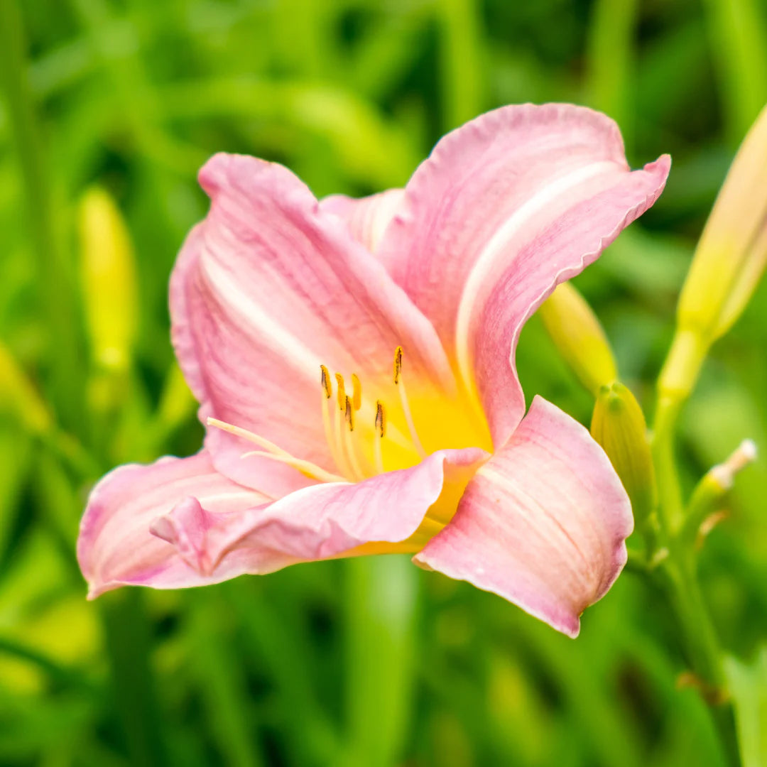 Pink White Hemerocallis Flower seeds for Planting Seasonal Bloomer Heirloom & GMO Free Seeds for Home Garden
 
 Sale