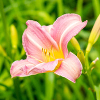 Pink White Hemerocallis Flower seeds for Planting Seasonal Bloomer Heirloom & GMO Free Seeds for Home Garden
 
 Sale