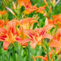 Orange Hemerocallis Flower seeds for Planting Wildflower Mix Heirloom & GMO Free Seeds for Home Garden