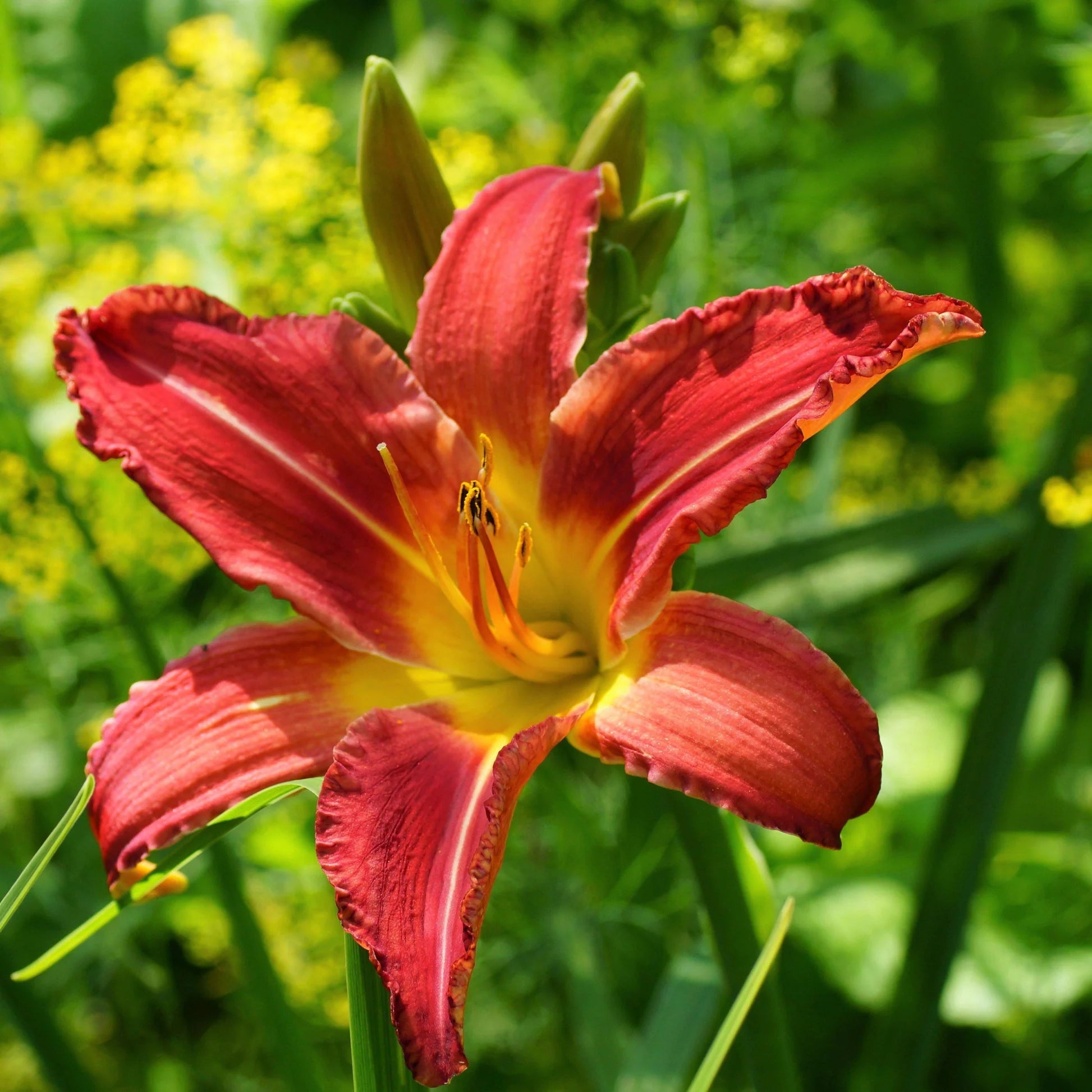 Yellow Red Hemerocallis Flower seeds for Planting - Sun Loving, Heirloom & GMO Free Seeds for Home Garden