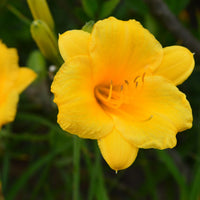 Daylily Flower seeds for Planting Pollinator Friendly Heirloom & GMO Free Seeds for Home Garden