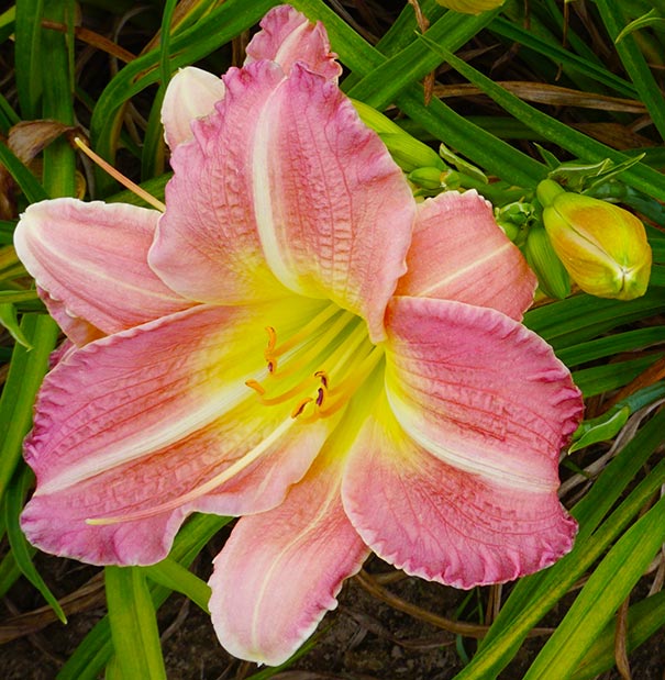 Pink Hemerocallis Flower seeds for Planting Seasonal Bloomer Heirloom & GMO Free Seeds for Home Garden