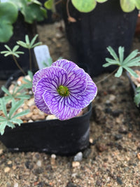 Oxalis Laciniata Flower seeds for Planting - Premium Quality, Heirloom & GMO Free Seeds for Home Garden
